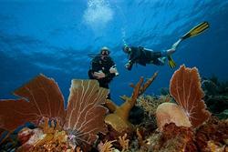 Bonaire Diving Holiday